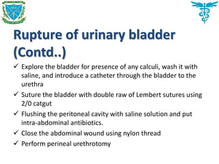 Rupture of urinary bladder
(Contd..)
 Explore the bladder for presence of any calculi, wash it with
saline, and introduce a catheter through the bladder to the
urethra
 Suture the bladder with double raw of Lembert sutures using
2/0 catgut
 Flushing the peritoneal cavity with saline solution and put
intra-abdominal antibiotics.
 Close the abdominal wound using nylon thread
 Perform perineal urethrotomy
 