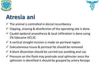 Atresia ani
 The animal is controlled in dorsal recumbency
 Clipping ,shaving & disinfection of the operating site is done
 Caudal epidural anaesthesia & local infiltration is done using
2% lidocaine HCl,SC
 A vertical straight incision is made on perineal region
 Subcutaneous tissue & perineal fat should be removed
 A blunt dissection should be carried out avoiding anal sac
 Pressure on the flank may protrude anal sphincter once the
sphincter is identified it should be grasped by artery forceps
 