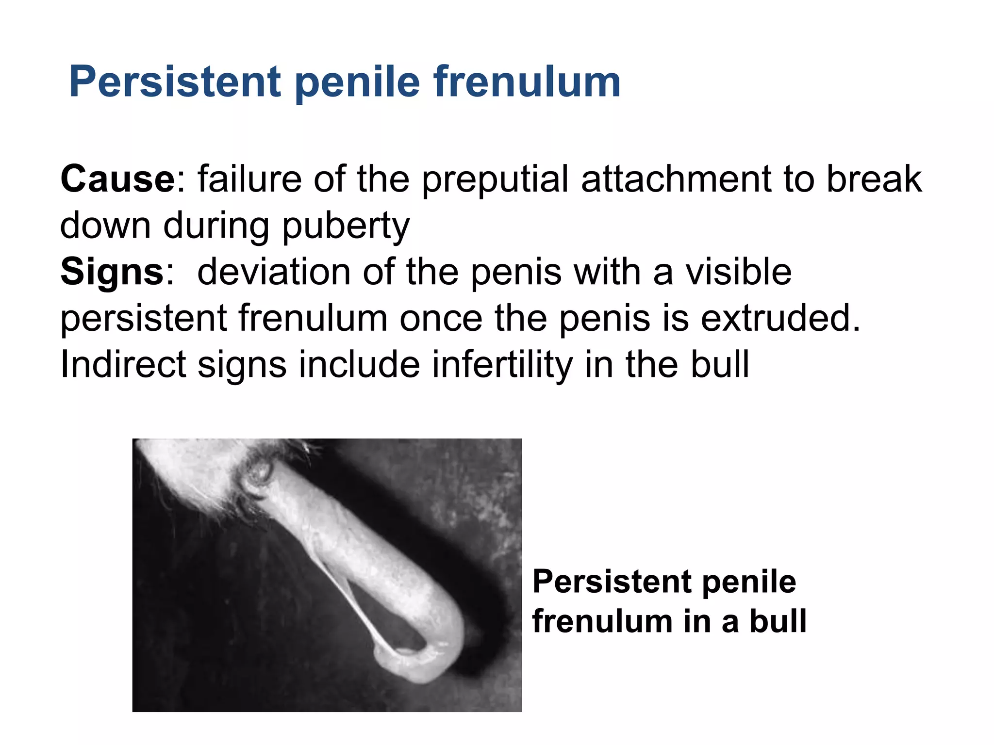 surgical-affection-of-penis-and-prepuce-pptx