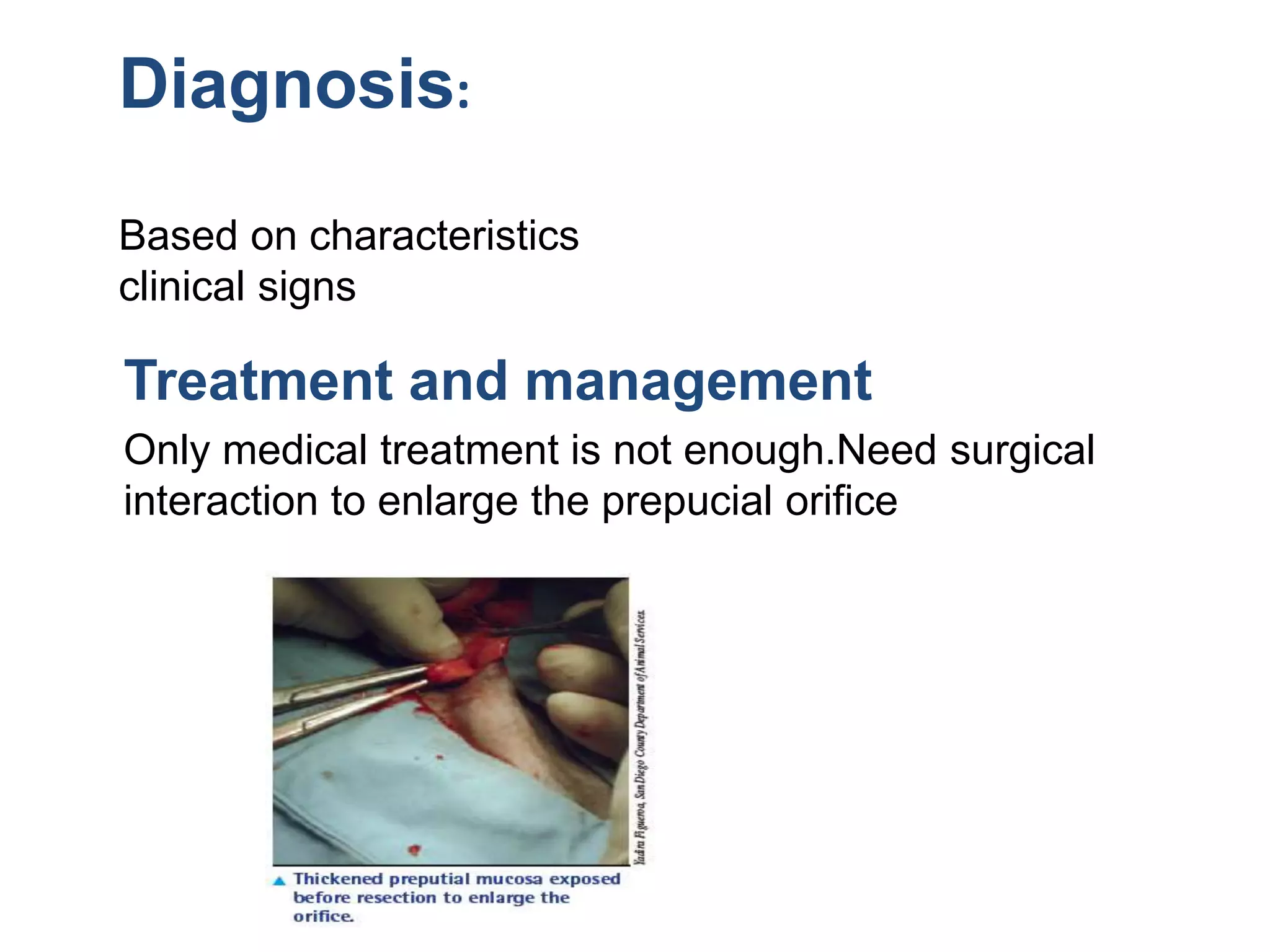 surgical-affection-of-penis-and-prepuce-pptx