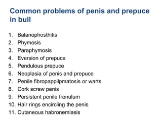 Common problems of penis and prepuce
in bull
1. Balanophosthitis
2. Phymosis
3. Paraphymosis
4. Eversion of prepuce
5. Pendulous prepuce
6. Neoplasia of penis and prepuce
7. Penile fibropappilpmatosis or warts
8. Cork screw penis
9. Persistent penile frenulum
10. Hair rings encircling the penis
11. Cutaneous habronemiasis
 