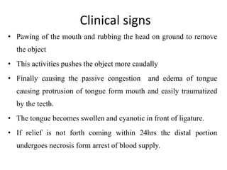 Clinical signs
• Pawing of the mouth and rubbing the head on ground to remove
the object
• This activities pushes the object more caudally
• Finally causing the passive congestion and edema of tongue
causing protrusion of tongue form mouth and easily traumatized
by the teeth.
• The tongue becomes swollen and cyanotic in front of ligature.
• If relief is not forth coming within 24hrs the distal portion
undergoes necrosis form arrest of blood supply.
 