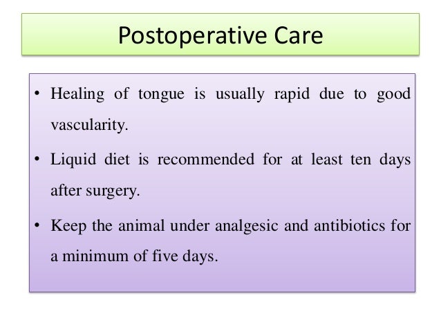 How To Make Dog Eat And Drink After The Surgery How To Make Dog Eat And Drink After The Surgery