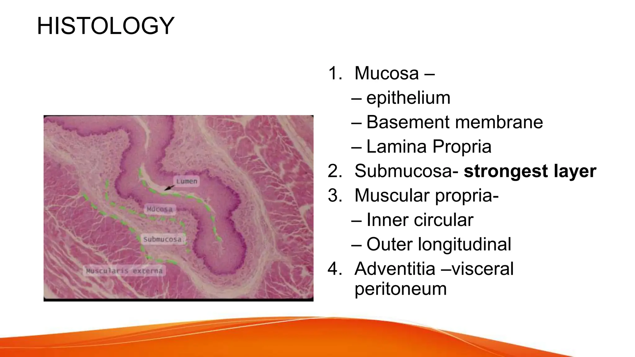 Surgical Anat Eso Final pptx Anatomy Ppt PPTX surgical-anat-eso-final-pptx-anatomy-ppt-pptx