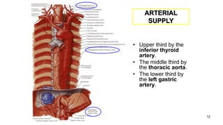 12
ARTERIAL
SUPPLY
• Upper third by the
inferior thyroid
artery.
• The middle third by
the thoracic aorta.
• The lower third by
the left gastric
artery.
 