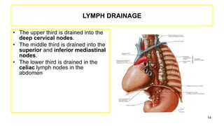 LYMPH DRAINAGE
• The upper third is drained into the
deep cervical nodes.
• The middle third is drained into the
superior and inferior mediastinal
nodes.
• The lower third is drained in the
celiac lymph nodes in the
abdomen.
14
 