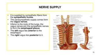 NERVE SUPPLY
• It is supplied by sympathetic fibers from
the sympathetic trunks.
• The parasympathetic supply comes form
the vagus nerves.
• Inferior to the roots of the lungs, the
vagus nerves join the sympathetic nerves
to form the esophageal plexus.
• The left vagus lies anterior to the
esophagus.
• The right vagus lies posterior to it.
15
 