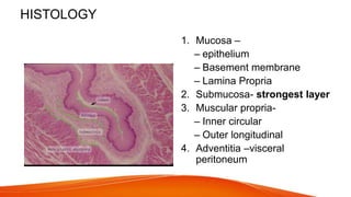 HISTOLOGY
1. Mucosa –
– epithelium
– Basement membrane
– Lamina Propria
2. Submucosa- strongest layer
3. Muscular propria-
– Inner circular
– Outer longitudinal
4. Adventitia –visceral
peritoneum
 