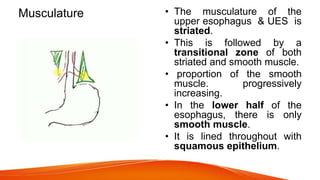Musculature • The musculature of the
upper esophagus & UES is
striated.
• This is followed by a
transitional zone of both
striated and smooth muscle.
• proportion of the smooth
muscle. progressively
increasing.
• In the lower half of the
esophagus, there is only
smooth muscle.
• It is lined throughout with
squamous epithelium.
 