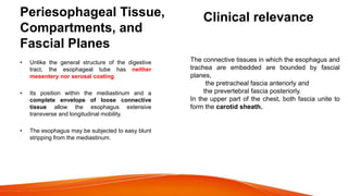 Periesophageal Tissue,
Compartments, and
Fascial Planes
• Unlike the general structure of the digestive
tract, the esophageal tube has neither
mesentery nor serosal coating.
• Its position within the mediastinum and a
complete envelope of loose connective
tissue allow the esophagus extensive
transverse and longitudinal mobility.
• The esophagus may be subjected to easy blunt
stripping from the mediastinum.
Clinical relevance
The connective tissues in which the esophagus and
trachea are embedded are bounded by fascial
planes,
the pretracheal fascia anteriorly and
the prevertebral fascia posteriorly.
In the upper part of the chest, both fascia unite to
form the carotid sheath.
 
