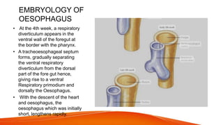 EMBRYOLOGY OF
OESOPHAGUS
• At the 4th week, a respiratory
diverticulum appears in the
ventral wall of the foregut at
the border with the pharynx.
• A tracheoesophageal septum
forms, gradually separating
the ventral respiratory
diverticulum from the dorsal
part of the fore gut hence,
giving rise to a ventral
Respiratory primodium and
dorsally the Oesophagus.
• With the descent of the heart
and oesophagus, the
oesophagus which was initially
short, lengthens rapidly.
 