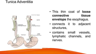 Tunica Adventitia
• This thin coat of loose
connective tissue
envelops the esophagus.
• connects it to adjacent
structures,
• contains small vessels,
lymphatic channels, and
nerves.
 