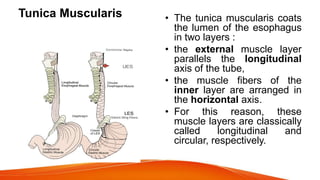 Tunica Muscularis • The tunica muscularis coats
the lumen of the esophagus
in two layers :
• the external muscle layer
parallels the longitudinal
axis of the tube,
• the muscle fibers of the
inner layer are arranged in
the horizontal axis.
• For this reason, these
muscle layers are classically
called longitudinal and
circular, respectively.
 