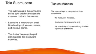 Tela Submucosa
• The submucosa is the connective
tissue layer that lies between the
muscular coat and the mucosa.
• It contains a meshwork of small
blood and lymph vessels, nerves,
and mucous glands.
• The duct of deep esophageal
glands pierce the muscularis
mucosae.
The mucous layer is composed of three
components:
the muscularis mucosae,
the tunica / lamina propria, and
the inner lining of nonkeratinizing stratified
squamous epithelium
Tunica Mucosa
 