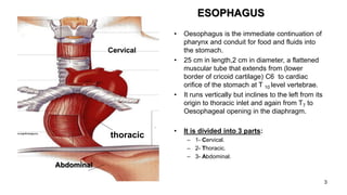 ESOPHAGUS
• Oesophagus is the immediate continuation of
pharynx and conduit for food and fluids into
the stomach.
• 25 cm in length,2 cm in diameter, a flattened
muscular tube that extends from (lower
border of cricoid cartilage) C6 to cardiac
orifice of the stomach at T 10 level vertebrae.
• It runs vertically but inclines to the left from its
origin to thoracic inlet and again from T7 to
Oesophageal opening in the diaphragm.
• It is divided into 3 parts:
– 1- Cervical.
– 2- Thoracic.
– 3- Abdominal.
Abdominal
thoracic
Cervical
3
 