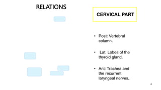 4
CERVICAL PART
• Posteriorly
• Post: Vertebral
column.
• Laterally:
• Lat: Lobes of the
thyroid gland.
• Anteriorly:
• Ant: Trachea and
the recurrent
laryngeal nerves.
RELATIONS
 