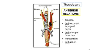 6
ANTERIOR
RELATIONS
• Trachea
• Left recurrent
laryngeal
nerve
• Left principal
bronchus
• Pericardium
• Left atrium
Thoracic part
 