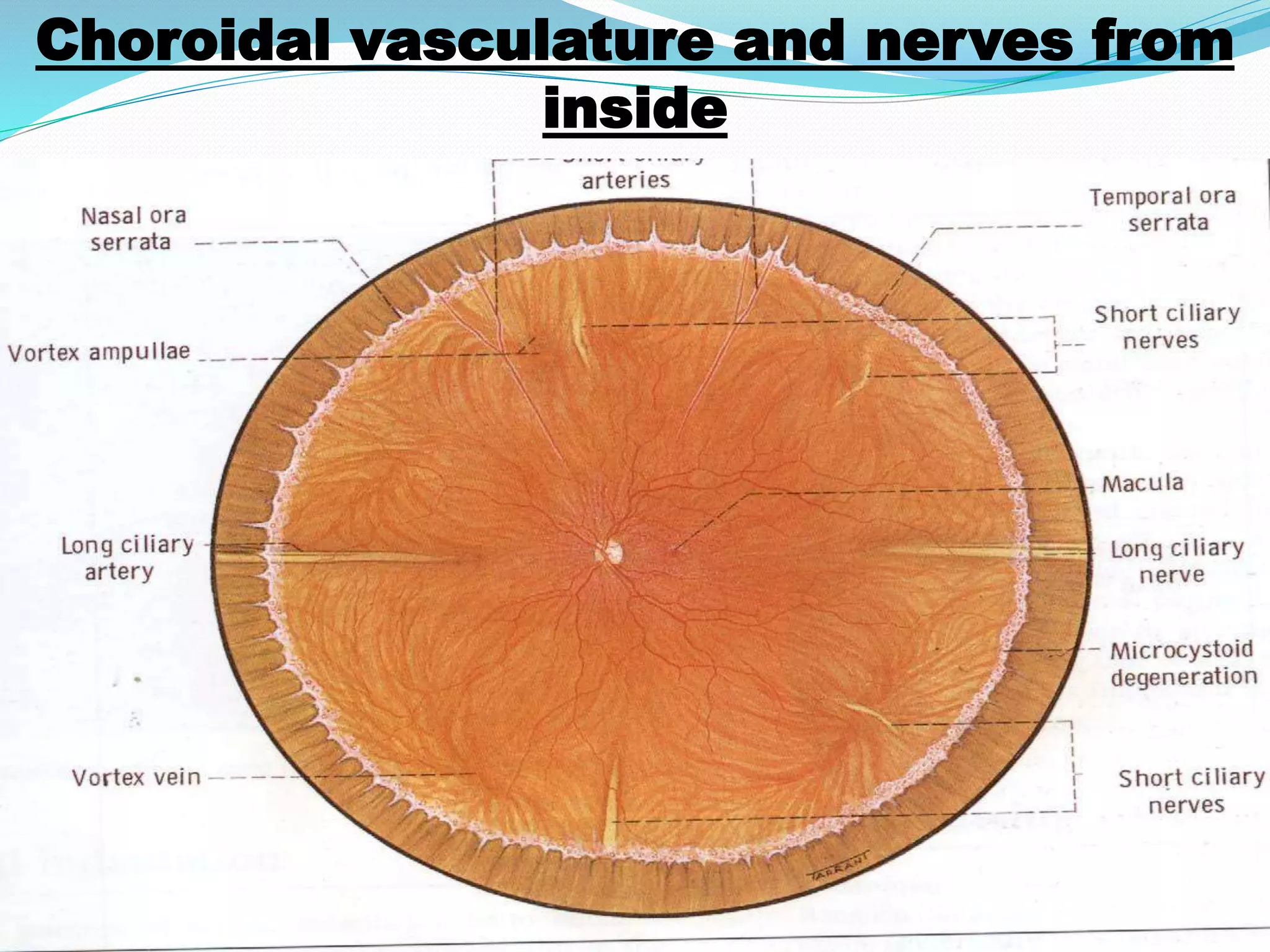 Surgical anatomy of the retina | PPTX