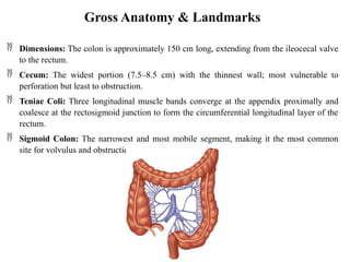Comprehensive Surgical Anatomy of the Colon: Embryology, Vascular, and ...