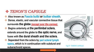 Surgical Anatomy For Orbital Procedures .pptx