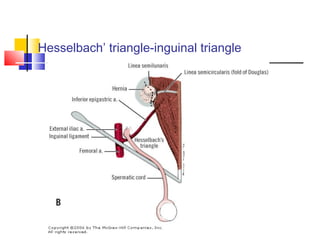 Surgical anatomy inguinal canal dr mnr | PPT