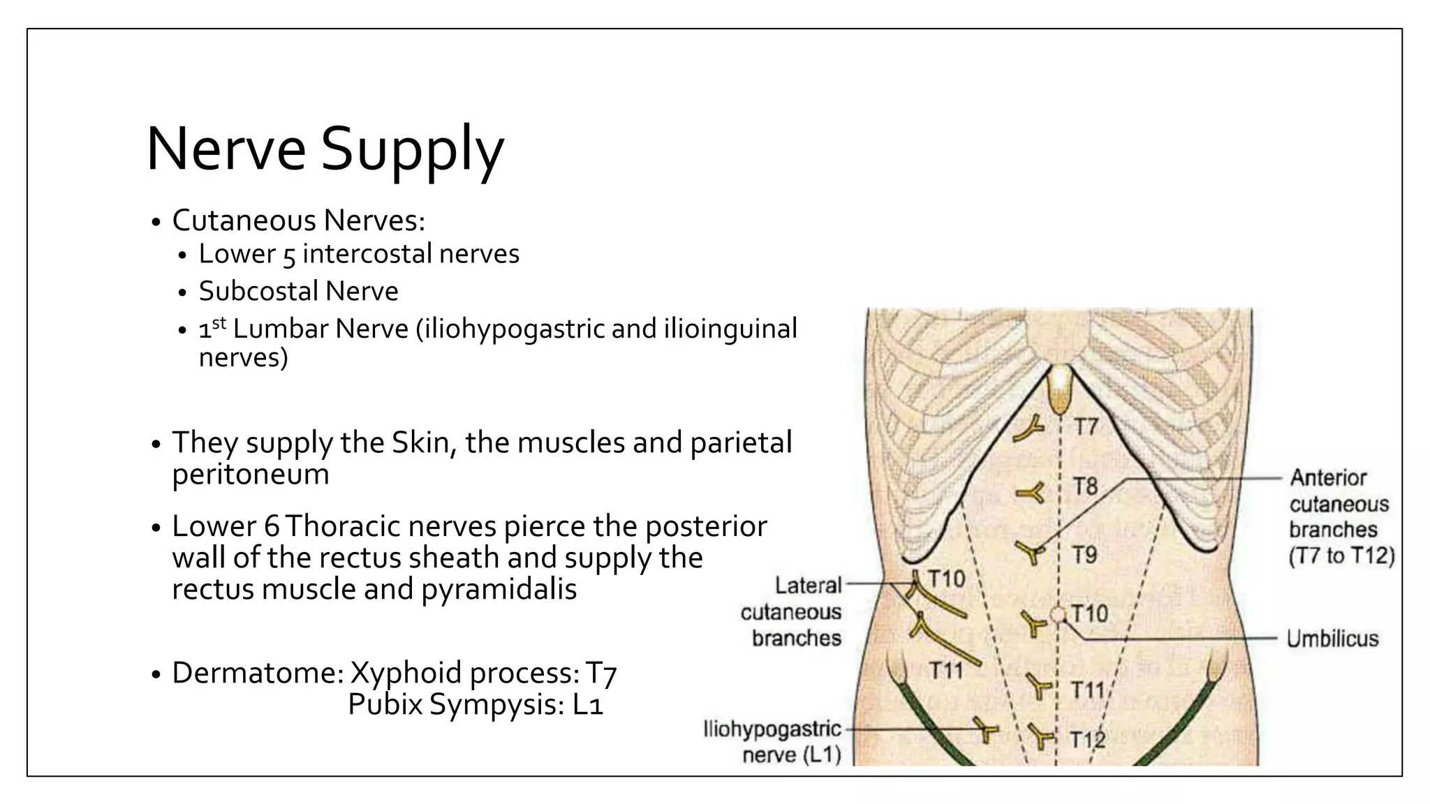 Surgical anatomy of anterior abdominal wall and inguinal | PPTX
