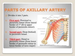 Anatomy of brachial plexus | PPTX