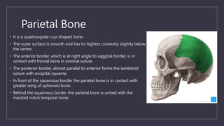 Parallel Medium Bone Surgical anatomy of cranial bones.pptx