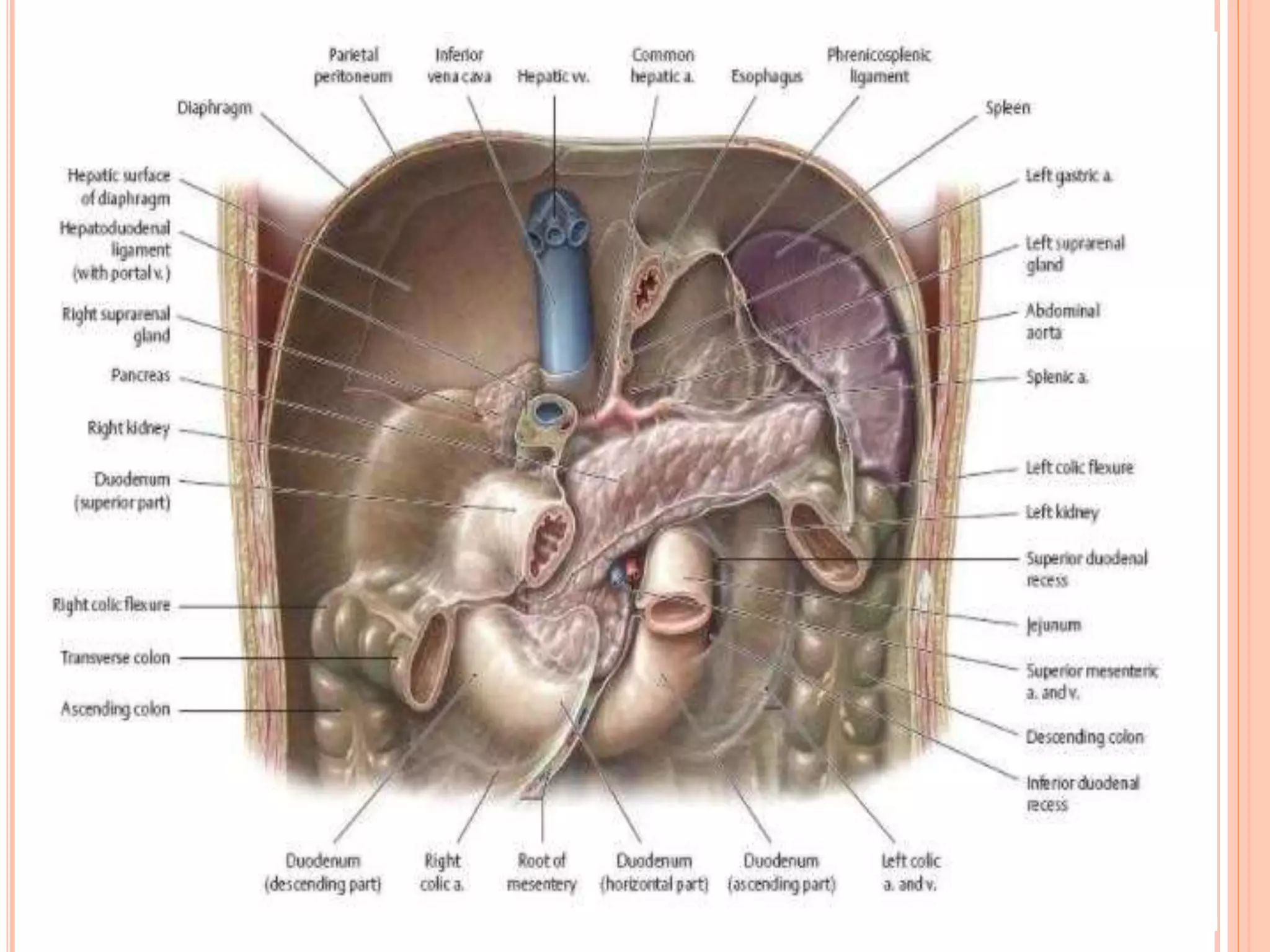 surgical-anatomy-of-duodenum-pptx