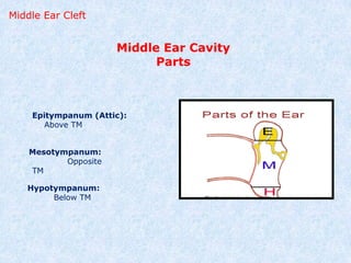 Surgical Anatomy of Ear.pptxxxxxxxxxxxx imp | PPTX