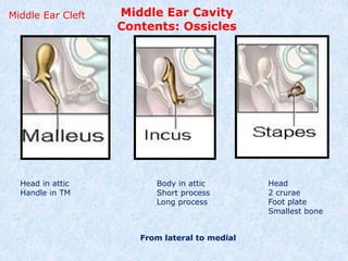 Surgical Anatomy of Ear.pptxxxxxxxxxxxx imp | PPTX
