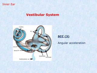 Surgical Anatomy of Ear.pptxxxxxxxxxxxx imp | PPTX