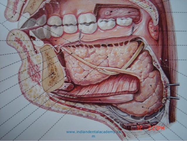 Floor Of Mouth Anatomy 76