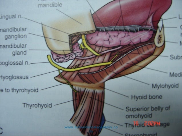 Surgical Anatomy Of Floor Of Mouth Certified