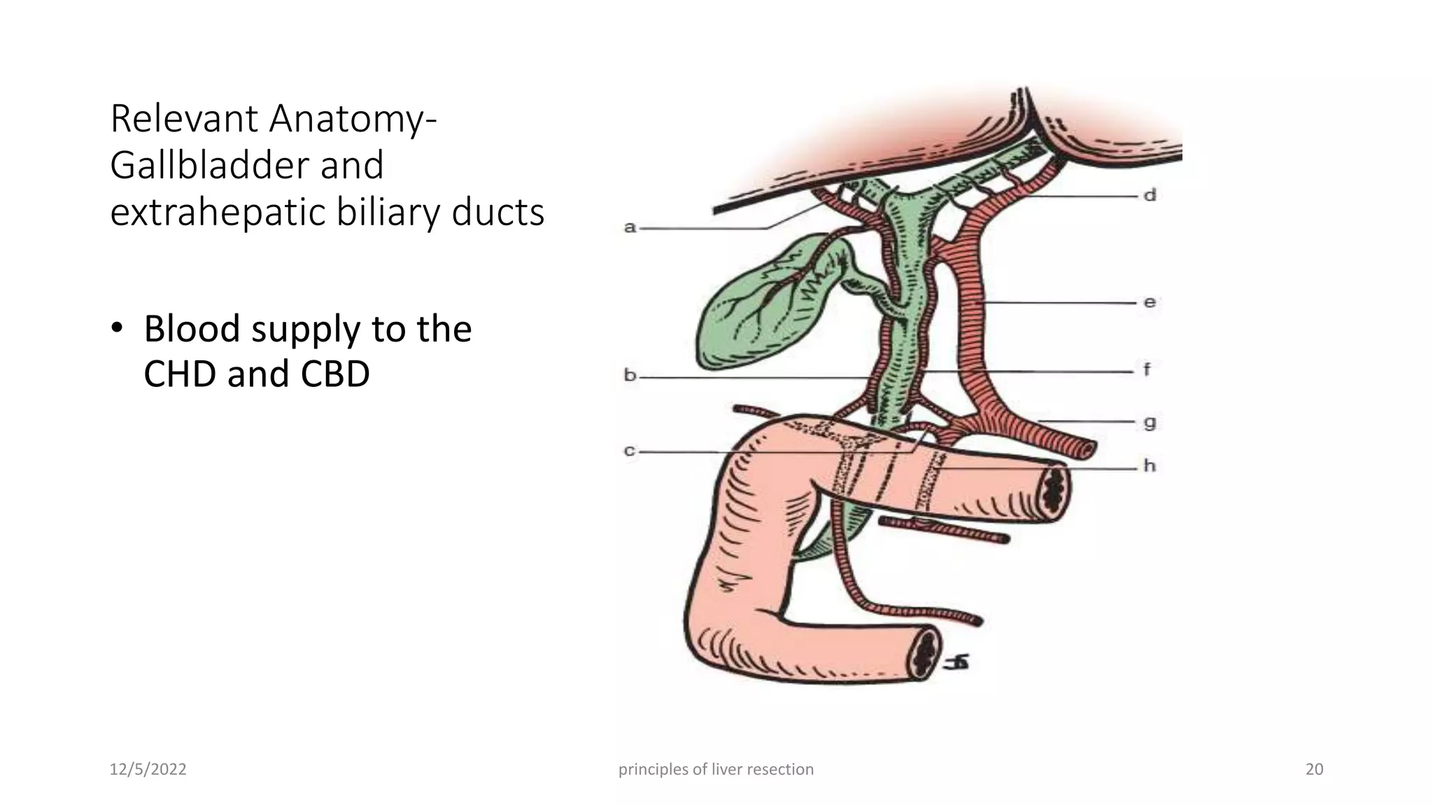 Surgical anatomy of Liver, Pancreas, Biliary tree and Principle of ...