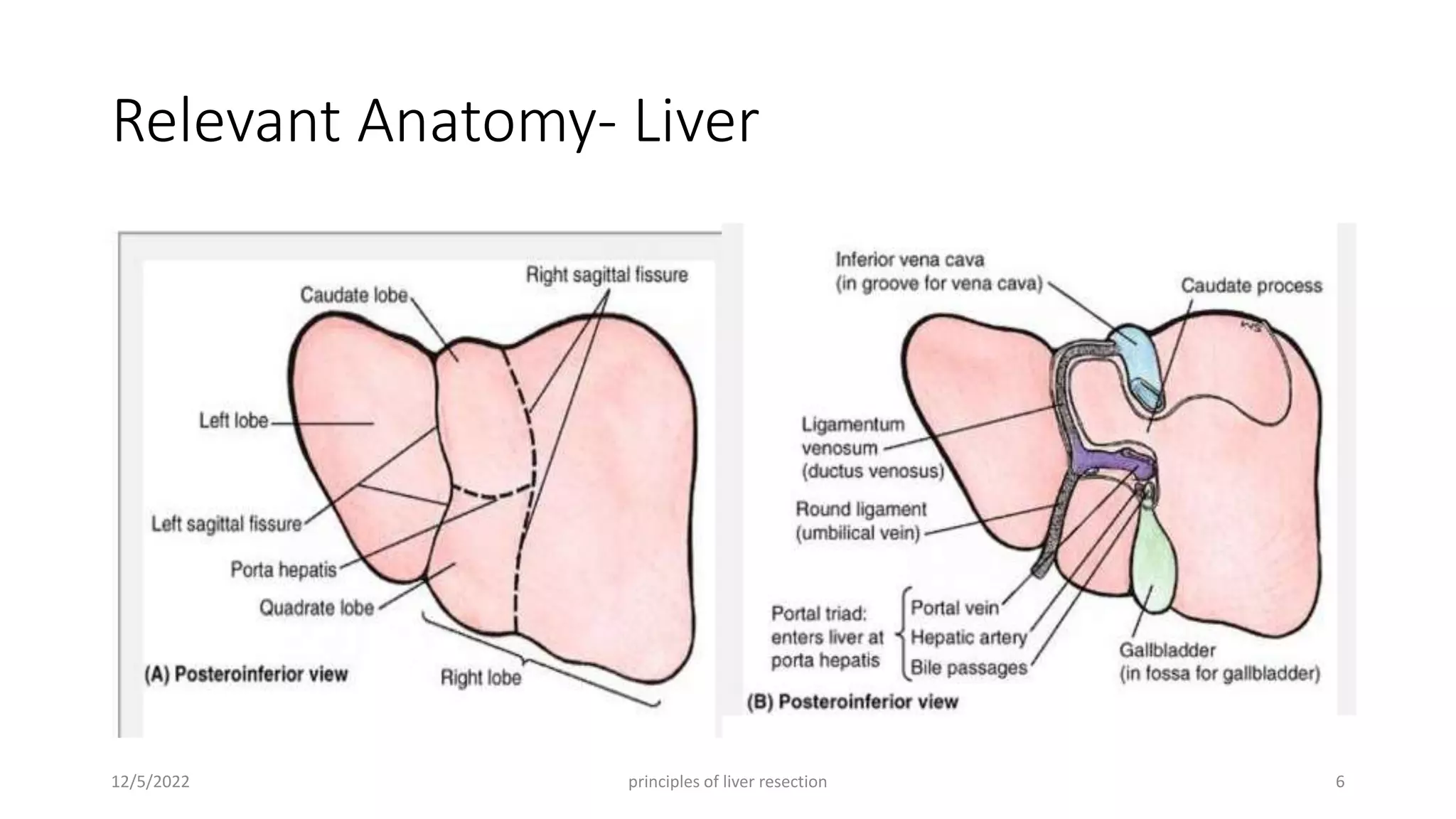 Surgical anatomy of Liver, Pancreas, Biliary tree and Principle of ...