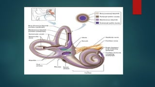Netter Inner Ear SURGICAL ANATOMY OF INNER EAR ent le.pptx