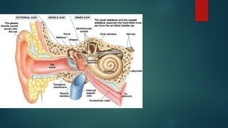 Netter Inner Ear SURGICAL ANATOMY OF INNER EAR ent le.pptx