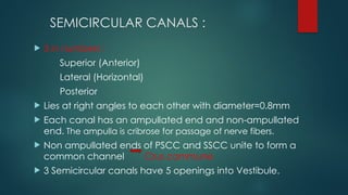 SURGICAL ANATOMY OF INNER EAR ent le.pptx