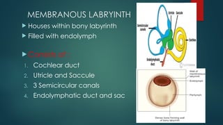 Endolymph Labyrinth SURGICAL ANATOMY OF INNER EAR ent le.pptx
