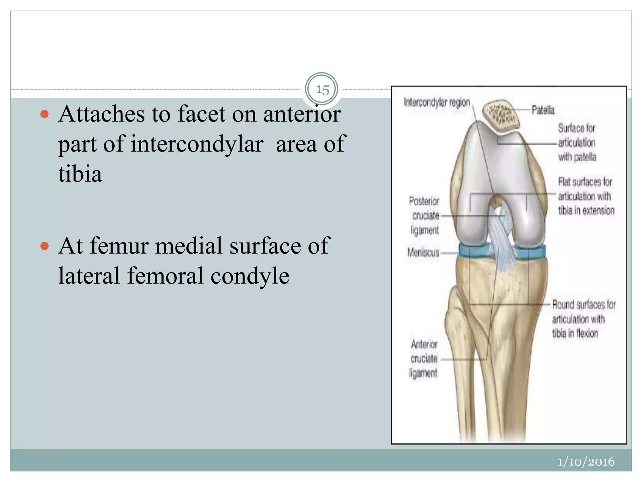 Surgical anatomy of knee joint | PPTX