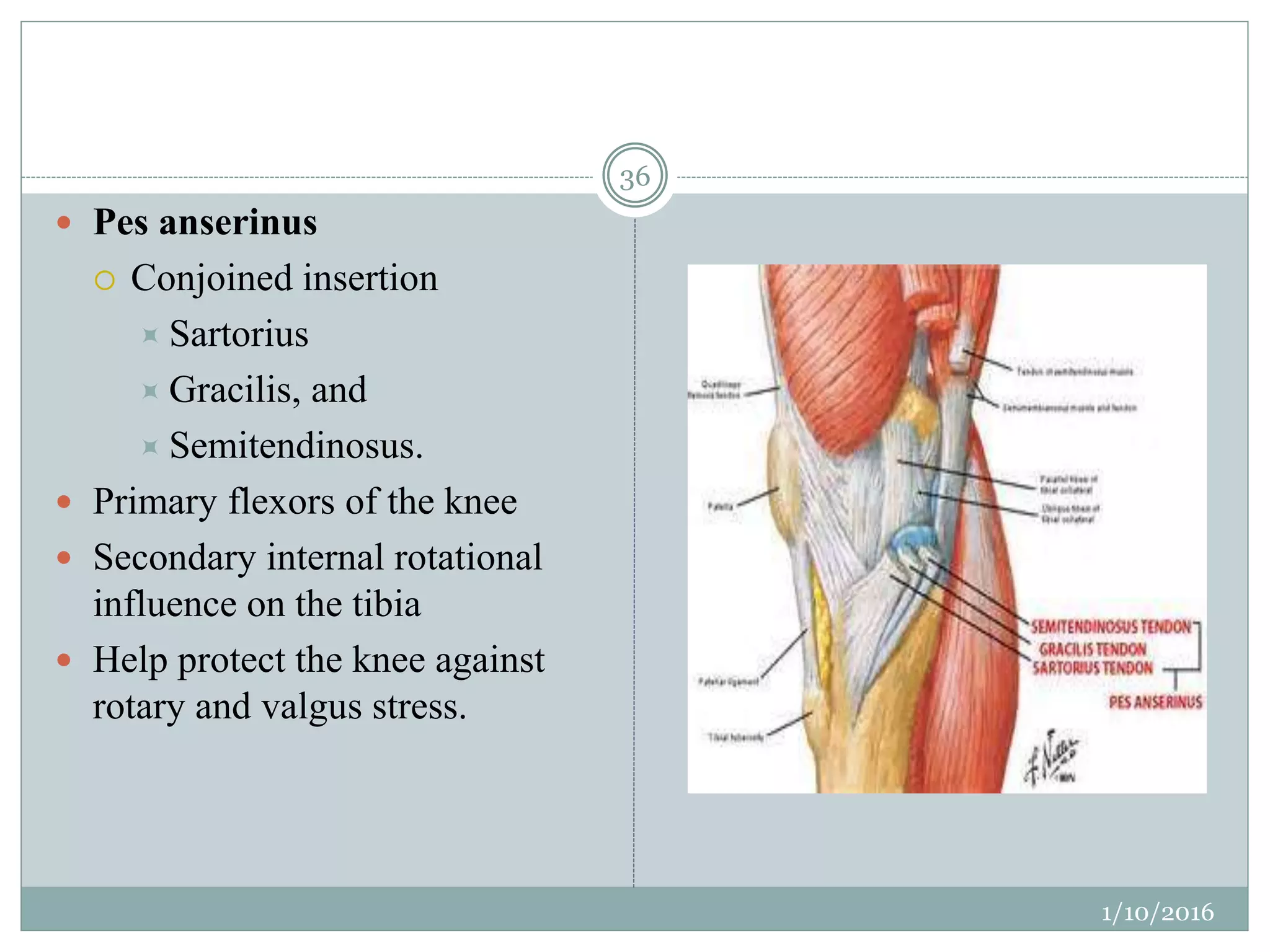 Surgical anatomy of knee joint | PPTX