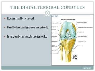 Condyle Genou Surgical anatomy of knee joint | PPTX