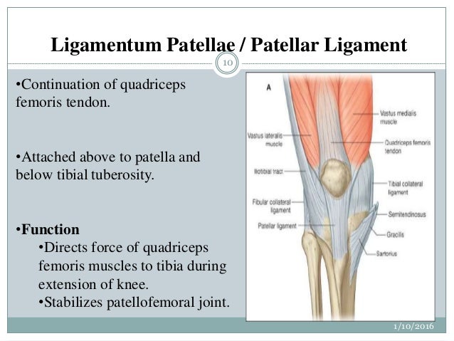 knee structure