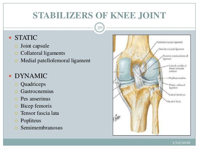 Surgical anatomy of knee joint