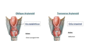 SURGICAL ANATOMY OF LARYNX.pptx by Dr Laraib | PPTX