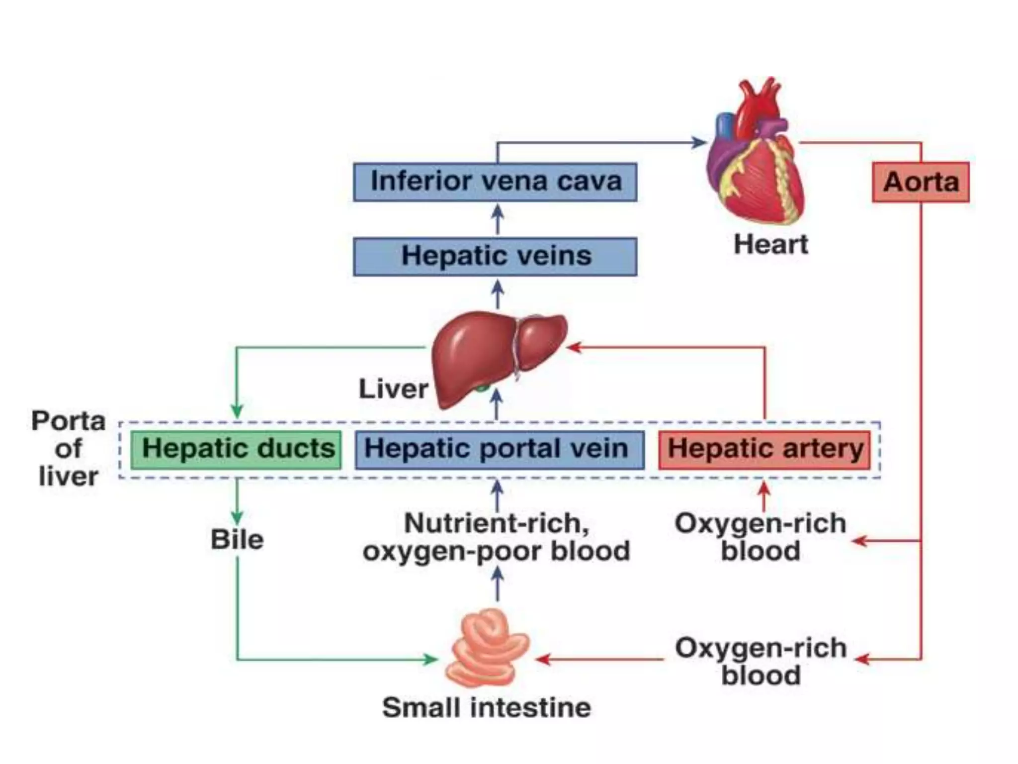 Surgical anatomy of liver | PPTX