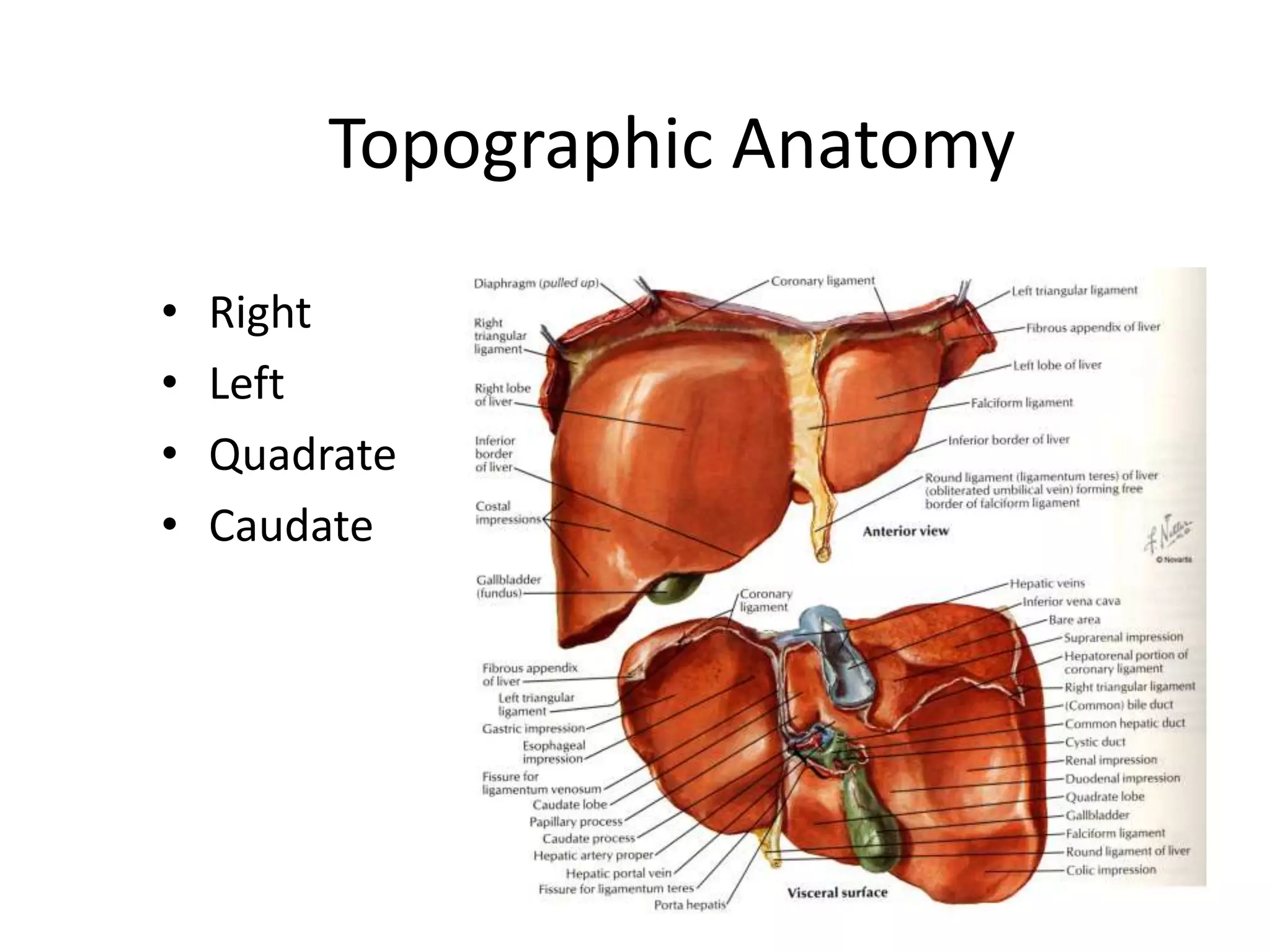 Surgical anatomy of liver | PPTX