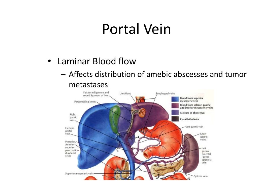 Surgical anatomy of liver