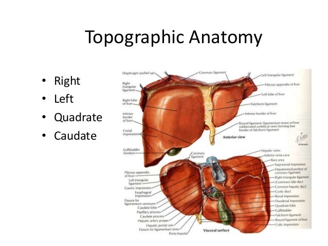 Surgical Anatomy Of Liver
